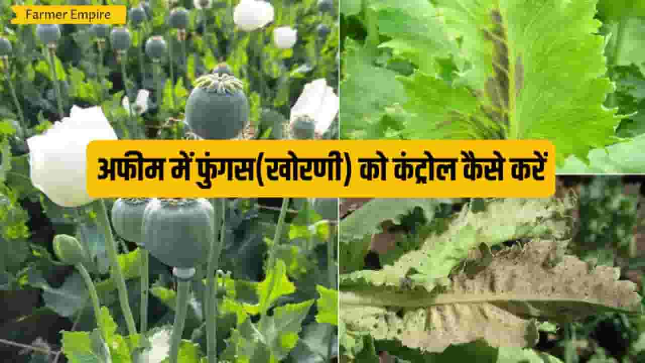 अफीम में खोरणी (Downy mildew) का नियंत्रण